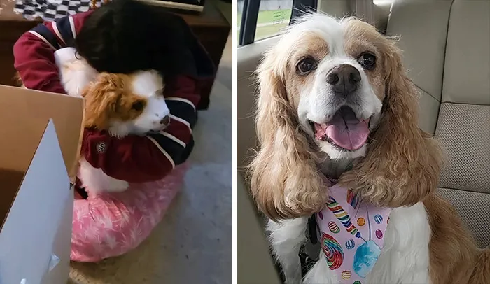 35 Personalized Plushies That Let People Hug Their Lost Pets Once Again, Made By This Company