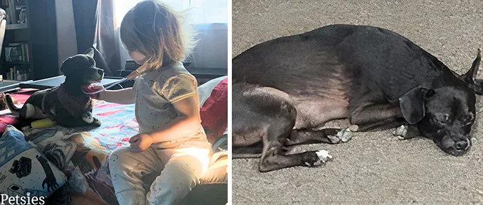 35 Personalized Plushies That Let People Hug Their Lost Pets Once Again, Made By This Company