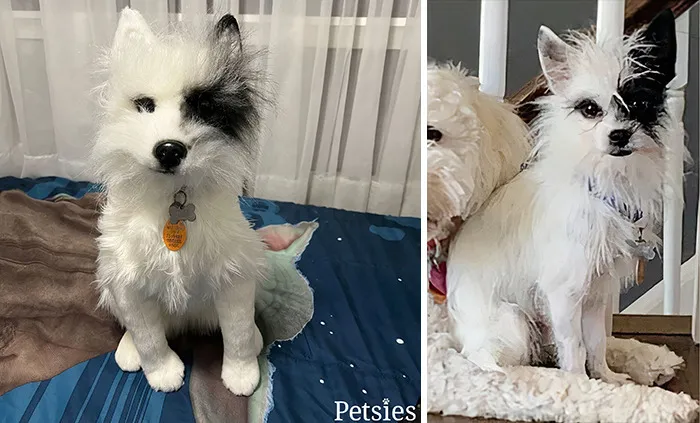 35 Personalized Plushies That Let People Hug Their Lost Pets Once Again, Made By This Company