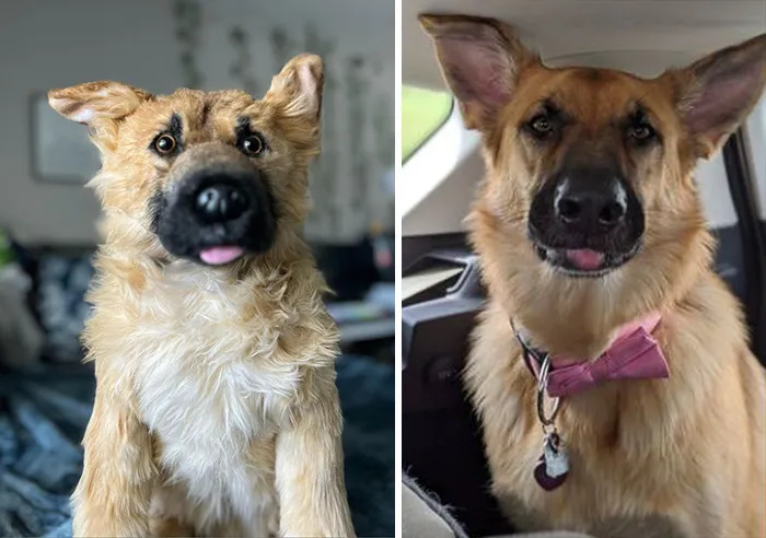35 Personalized Plushies That Let People Hug Their Lost Pets Once Again, Made By This Company