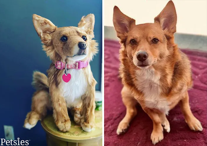 35 Personalized Plushies That Let People Hug Their Lost Pets Once Again, Made By This Company