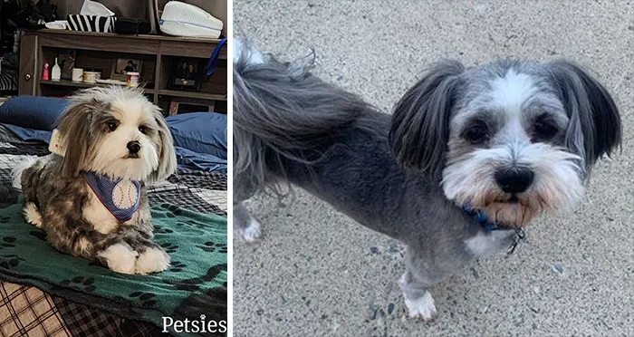 35 Personalized Plushies That Let People Hug Their Lost Pets Once Again, Made By This Company