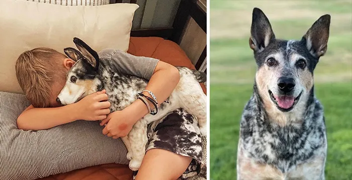 35 Personalized Plushies That Let People Hug Their Lost Pets Once Again, Made By This Company