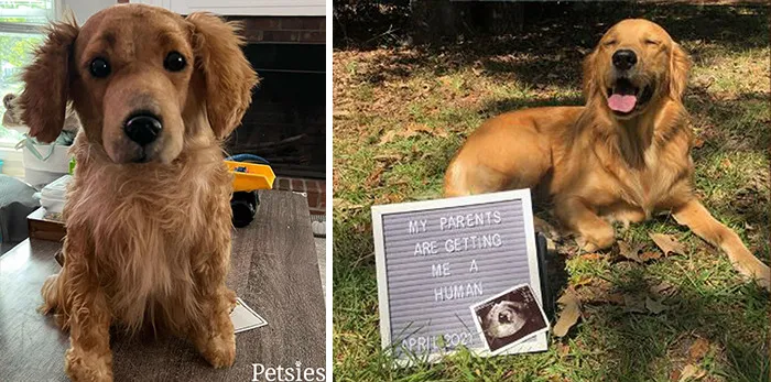 35 Personalized Plushies That Let People Hug Their Lost Pets Once Again, Made By This Company