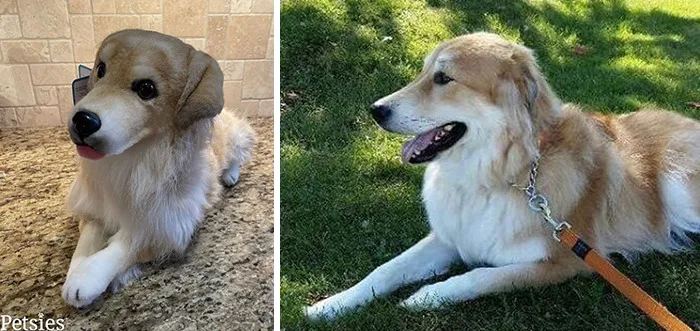 35 Personalized Plushies That Let People Hug Their Lost Pets Once Again, Made By This Company