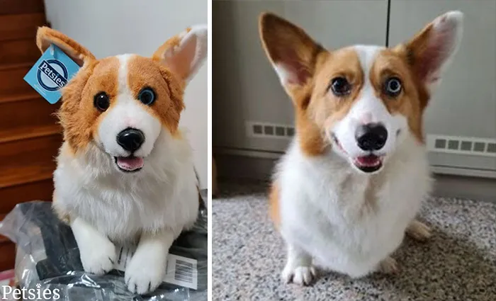 35 Personalized Plushies That Let People Hug Their Lost Pets Once Again, Made By This Company