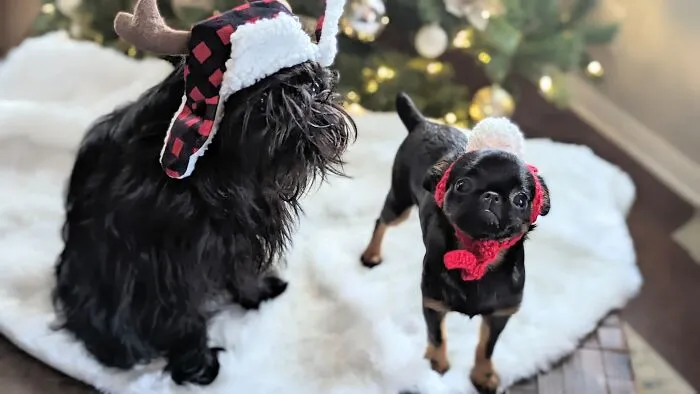 Last Year's Christmas Portrait Of My 2 Pups