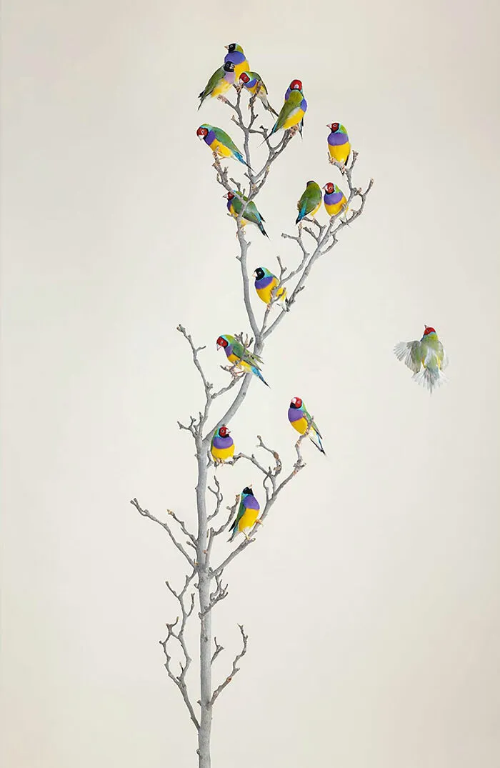 Professional Photographer Captures Perfectly Posed Birds In Her Photo Series (37 New Pics)