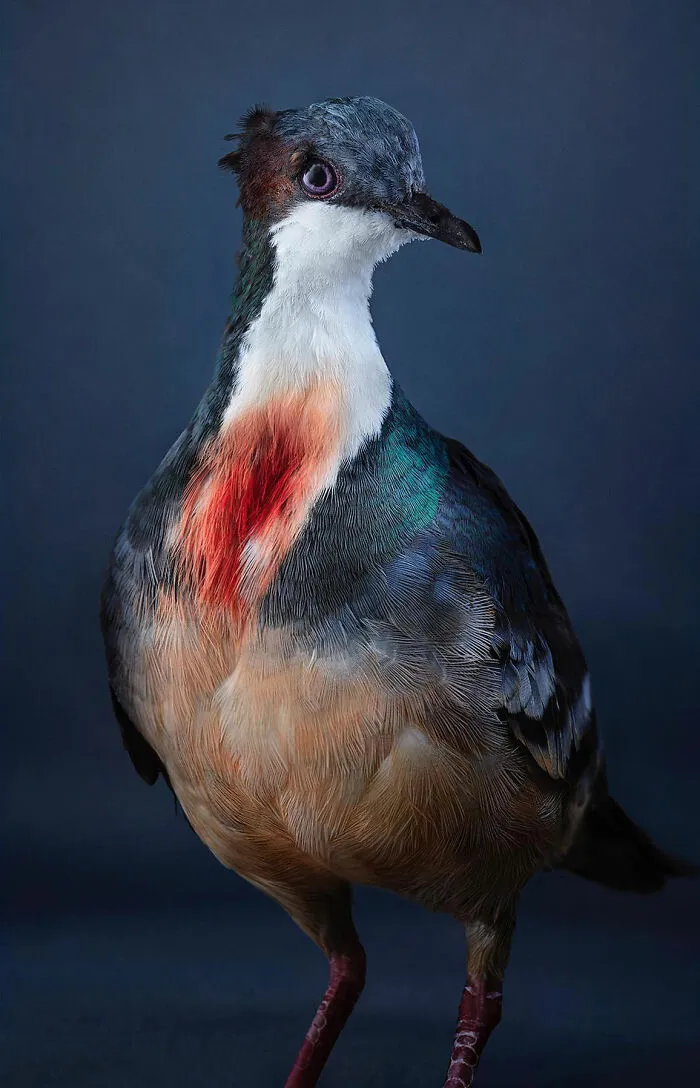Professional Photographer Captures Perfectly Posed Birds In Her Photo Series (37 New Pics)