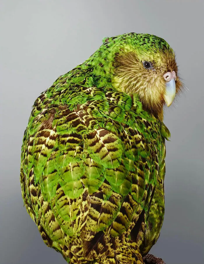 Professional Photographer Captures Perfectly Posed Birds In Her Photo Series (37 New Pics)