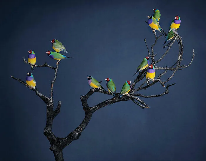 Professional Photographer Captures Perfectly Posed Birds In Her Photo Series (37 New Pics)