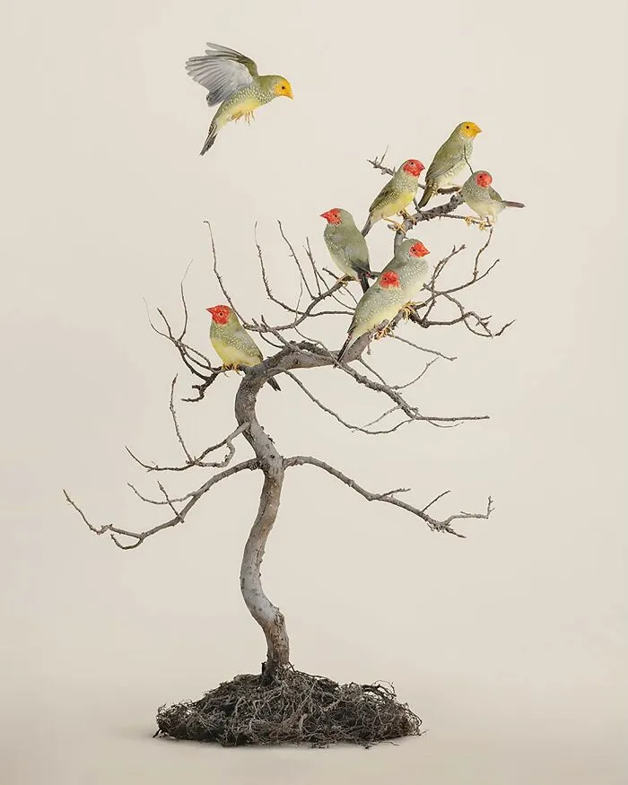Professional Photographer Captures Perfectly Posed Birds In Her Photo Series (37 New Pics)