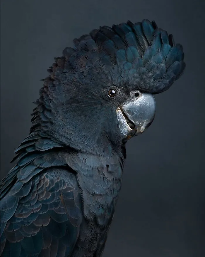 Professional Photographer Captures Perfectly Posed Birds In Her Photo Series (37 New Pics)