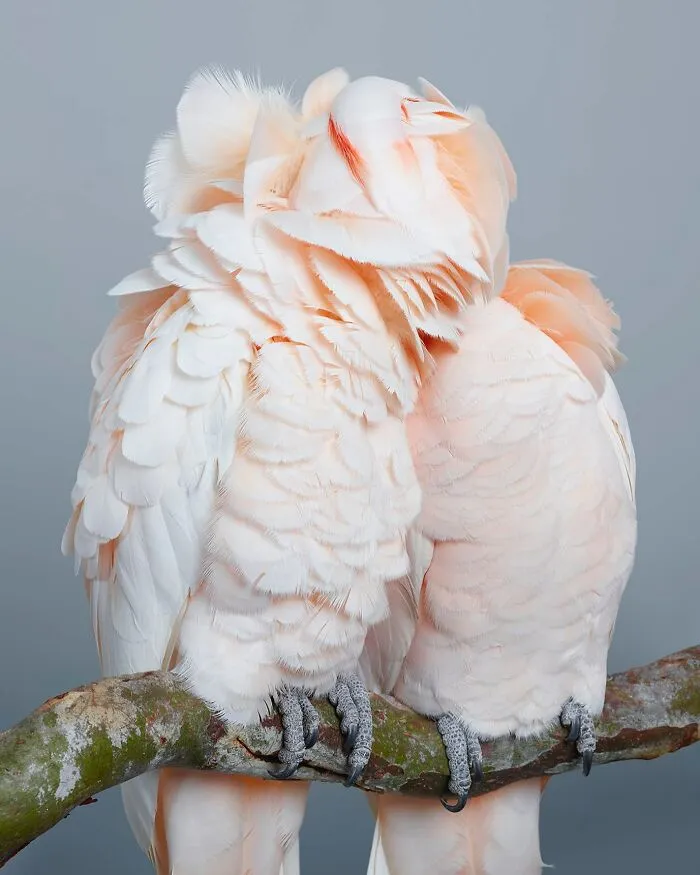 Professional Photographer Captures Perfectly Posed Birds In Her Photo Series (37 New Pics)