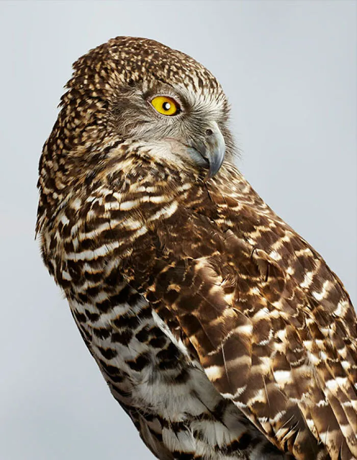 Professional Photographer Captures Perfectly Posed Birds In Her Photo Series (37 New Pics)