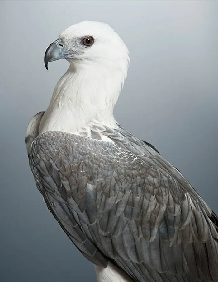 Professional Photographer Captures Perfectly Posed Birds In Her Photo Series (37 New Pics)