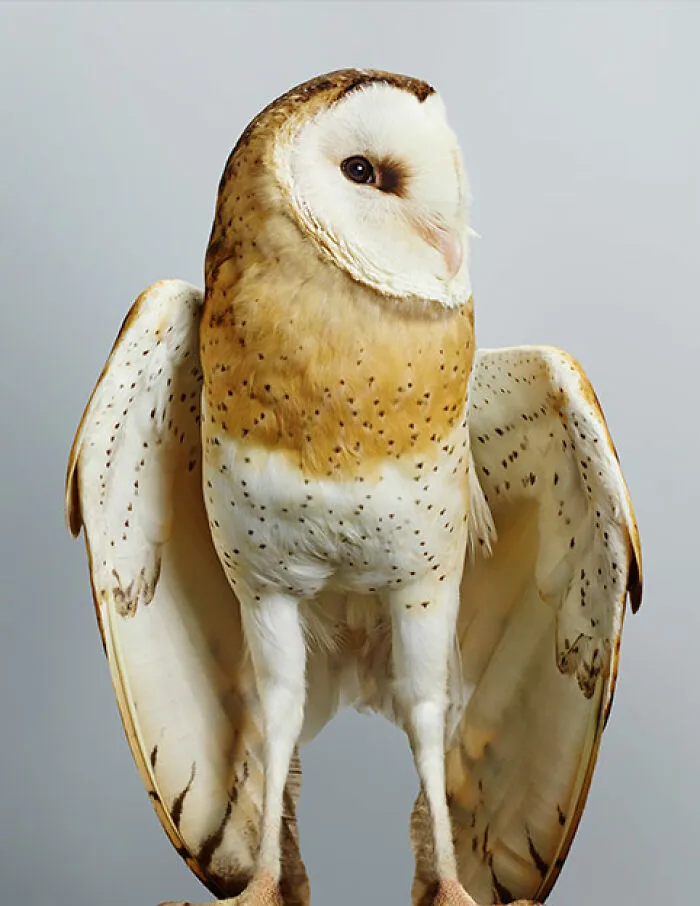 Professional Photographer Captures Perfectly Posed Birds In Her Photo Series (37 New Pics)