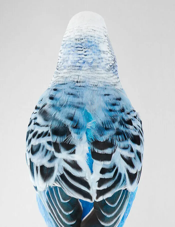 Professional Photographer Captures Perfectly Posed Birds In Her Photo Series (37 New Pics)