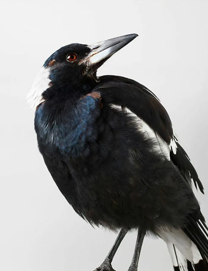 Professional Photographer Captures Perfectly Posed Birds In Her Photo Series (37 New Pics)