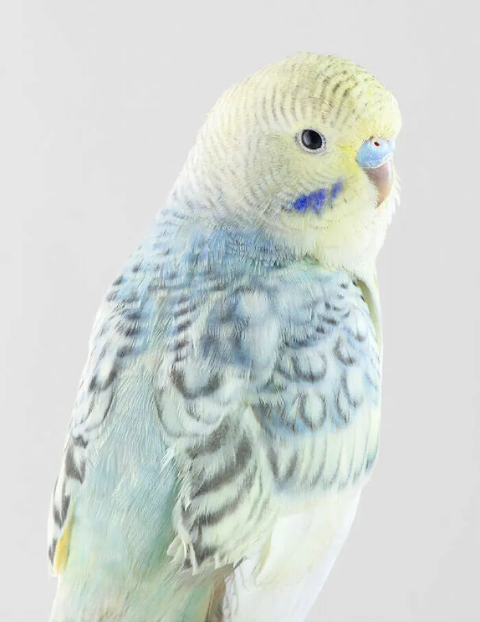 Professional Photographer Captures Perfectly Posed Birds In Her Photo Series (37 New Pics)