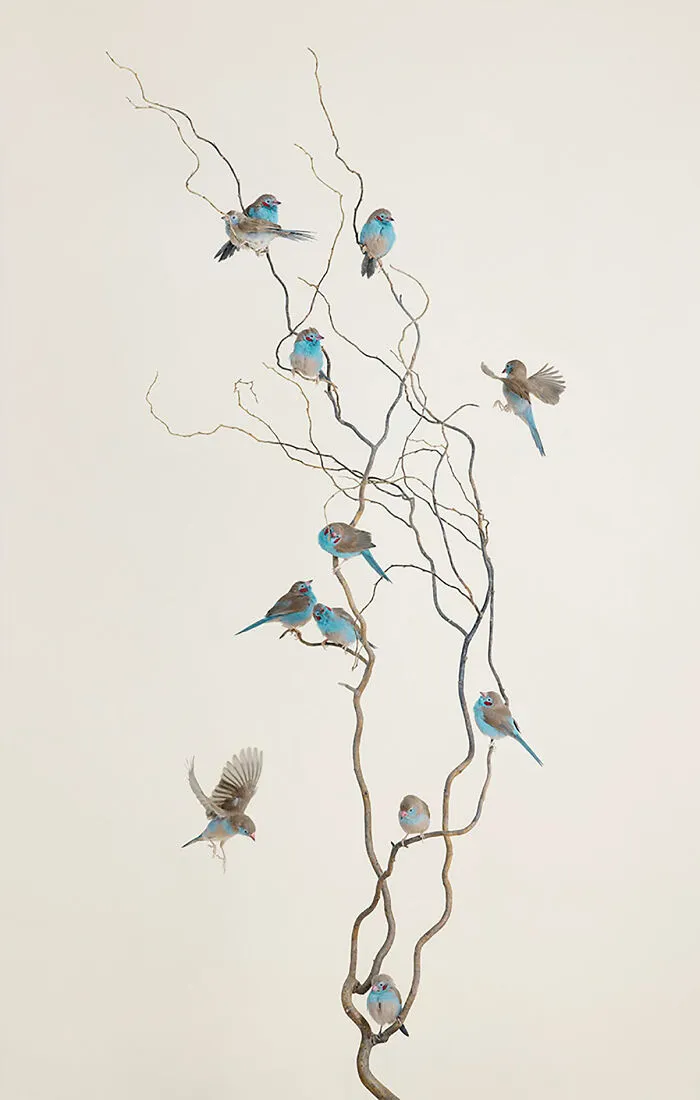 Professional Photographer Captures Perfectly Posed Birds In Her Photo Series (37 New Pics)