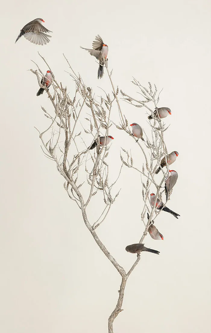 Professional Photographer Captures Perfectly Posed Birds In Her Photo Series (37 New Pics)
