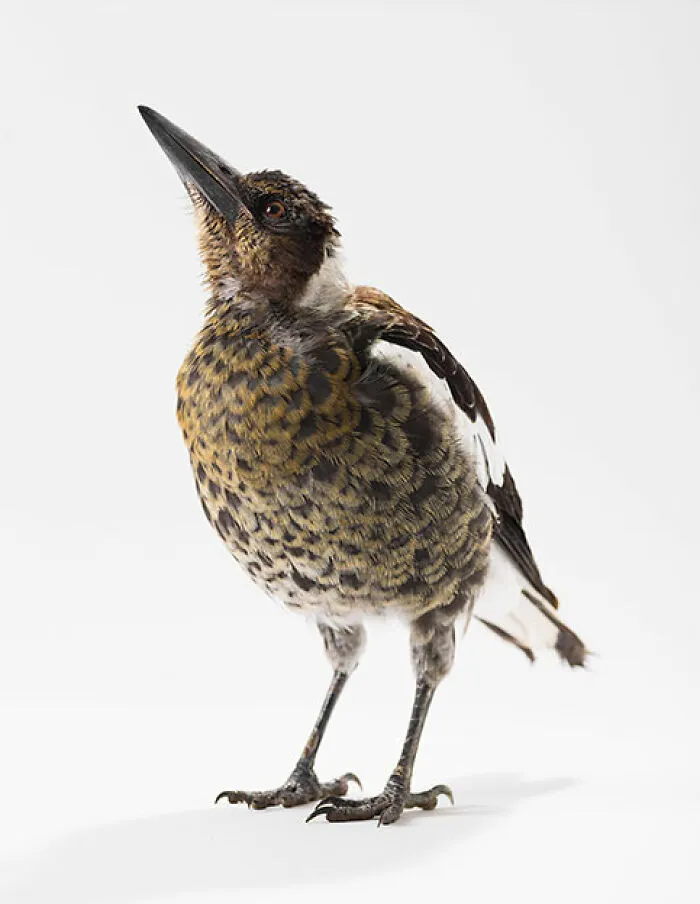 Professional Photographer Captures Perfectly Posed Birds In Her Photo Series (37 New Pics)