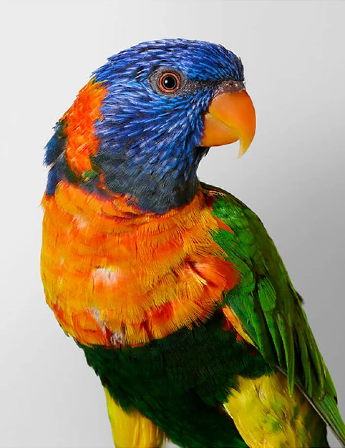 Professional Photographer Captures Perfectly Posed Birds In Her Photo Series (37 New Pics)
