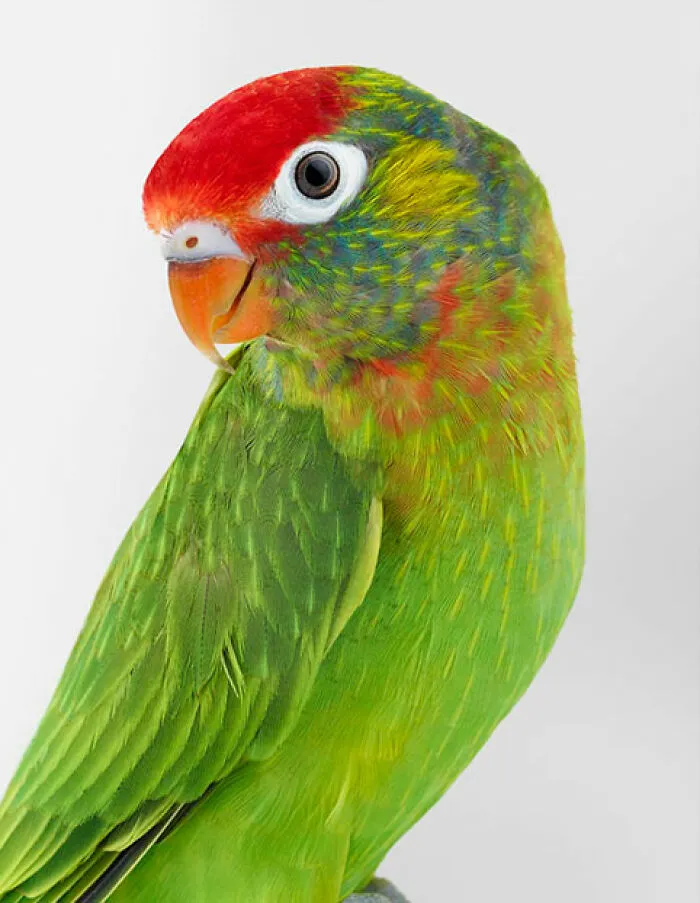 Professional Photographer Captures Perfectly Posed Birds In Her Photo Series (37 New Pics)