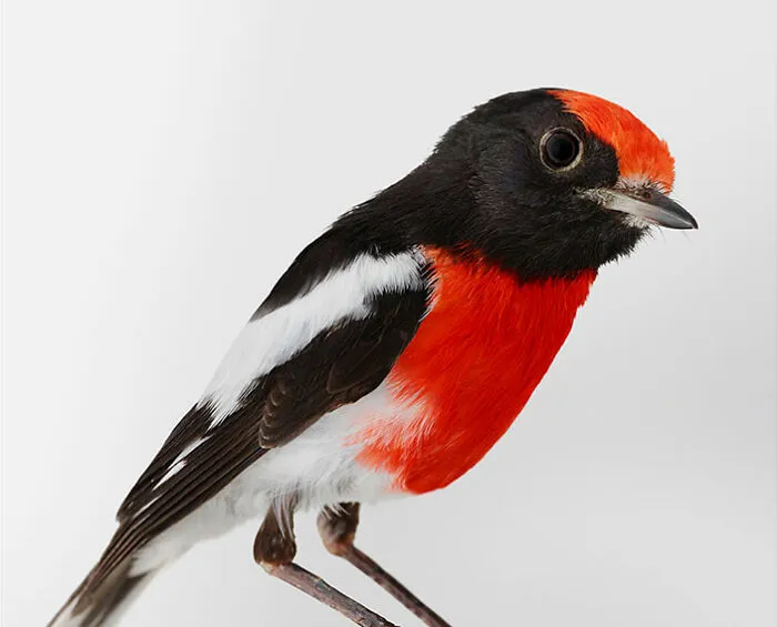 Professional Photographer Captures Perfectly Posed Birds In Her Photo Series (37 New Pics)