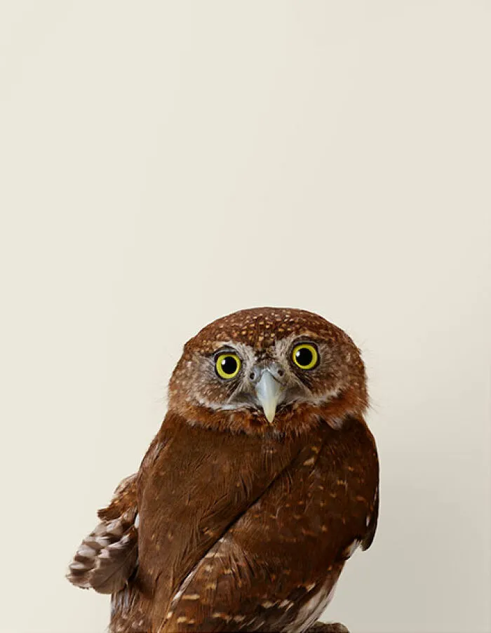 Professional Photographer Captures Perfectly Posed Birds In Her Photo Series (37 New Pics)