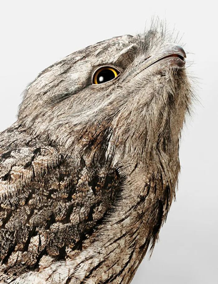 Professional Photographer Captures Perfectly Posed Birds In Her Photo Series (37 New Pics)