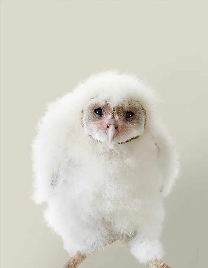 Professional Photographer Captures Perfectly Posed Birds In Her Photo Series (37 New Pics)