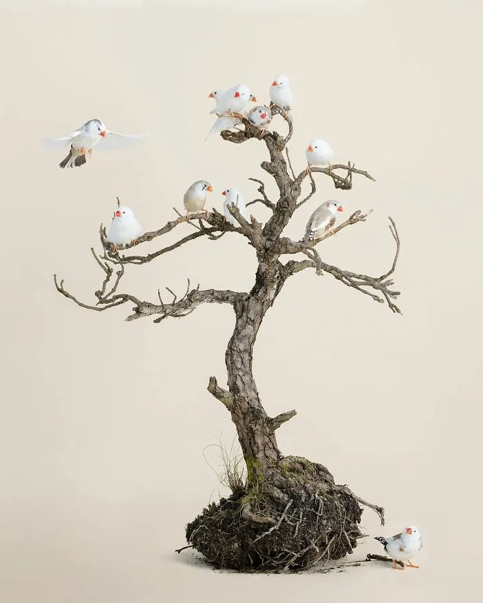 Professional Photographer Captures Perfectly Posed Birds In Her Photo Series (37 New Pics)