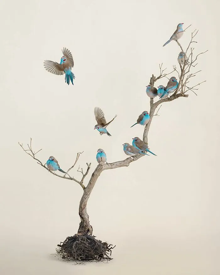 Professional Photographer Captures Perfectly Posed Birds In Her Photo Series (37 New Pics)