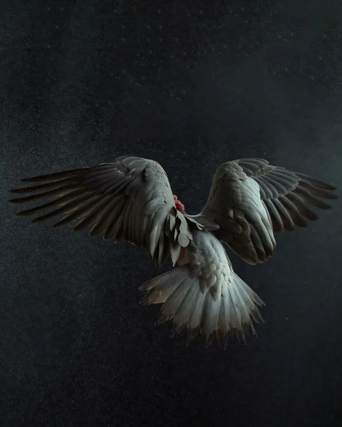 Professional Photographer Captures Perfectly Posed Birds In Her Photo Series (37 New Pics)