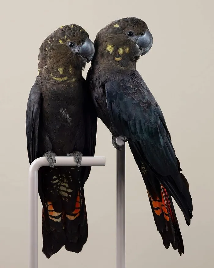 Professional Photographer Captures Perfectly Posed Birds In Her Photo Series (37 New Pics)