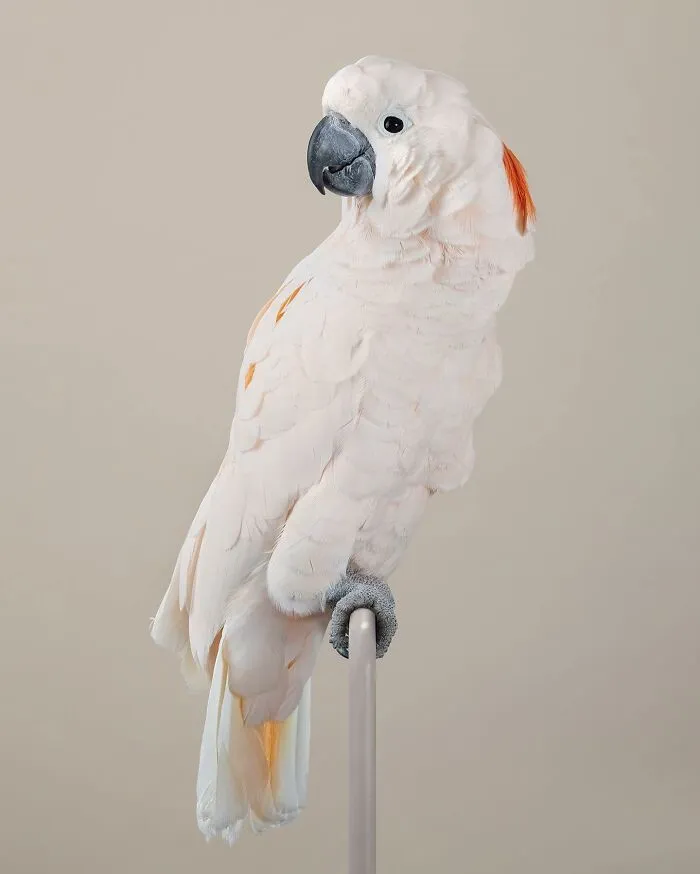Professional Photographer Captures Perfectly Posed Birds In Her Photo Series (37 New Pics)