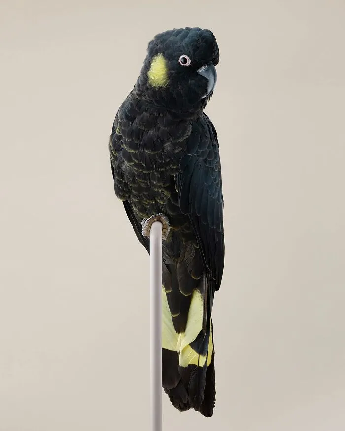Professional Photographer Captures Perfectly Posed Birds In Her Photo Series (37 New Pics)