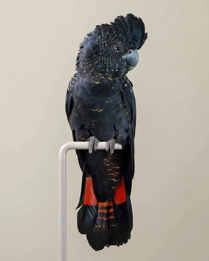 Professional Photographer Captures Perfectly Posed Birds In Her Photo Series (37 New Pics)