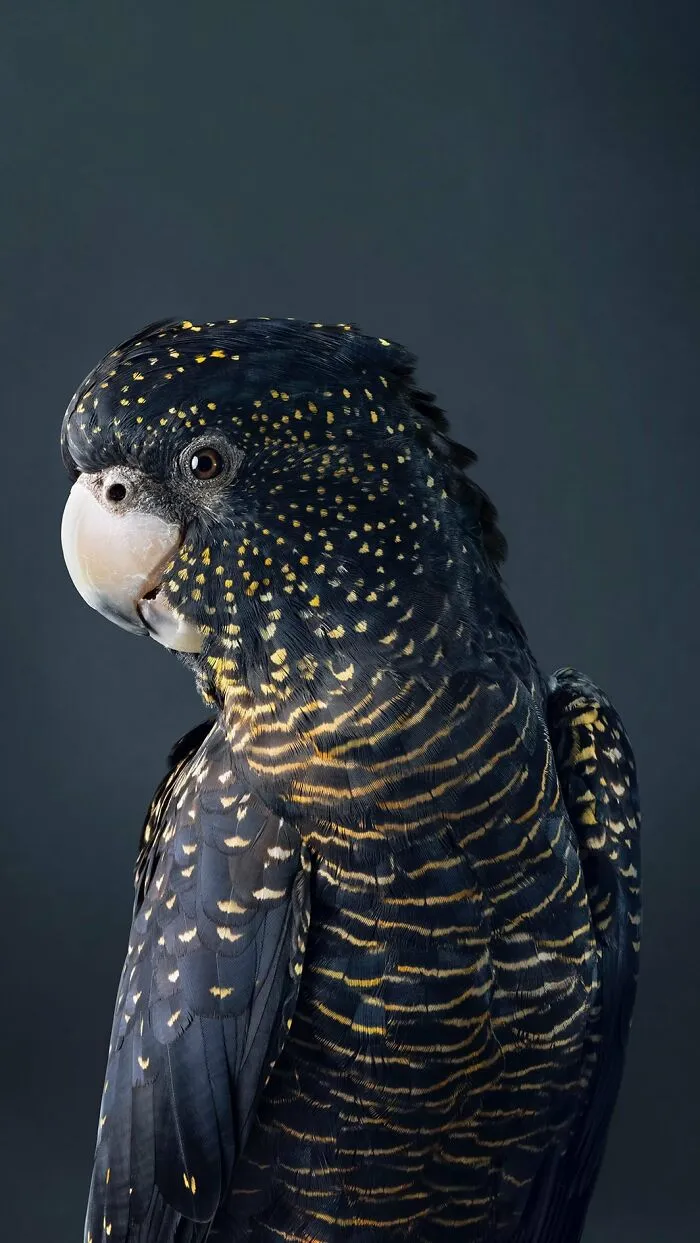 Professional Photographer Captures Perfectly Posed Birds In Her Photo Series (37 New Pics)