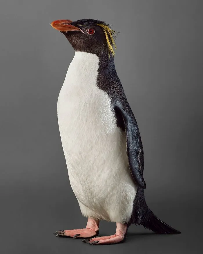 Professional Photographer Captures Perfectly Posed Birds In Her Photo Series (37 New Pics)