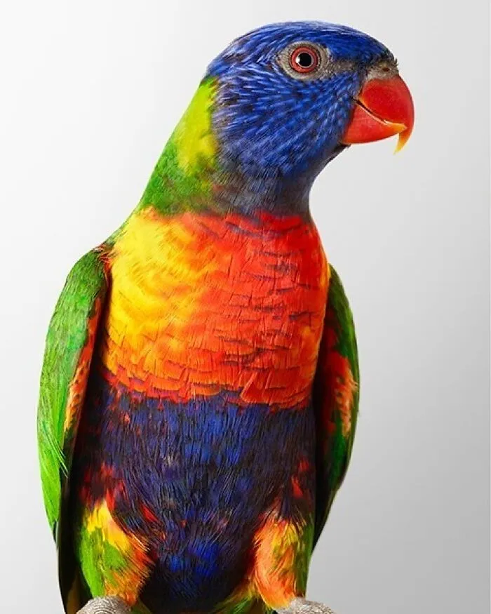 Professional Photographer Captures Perfectly Posed Birds In Her Photo Series (37 New Pics)
