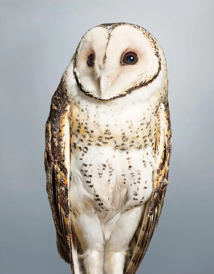 Professional Photographer Captures Perfectly Posed Birds In Her Photo Series (37 New Pics)
