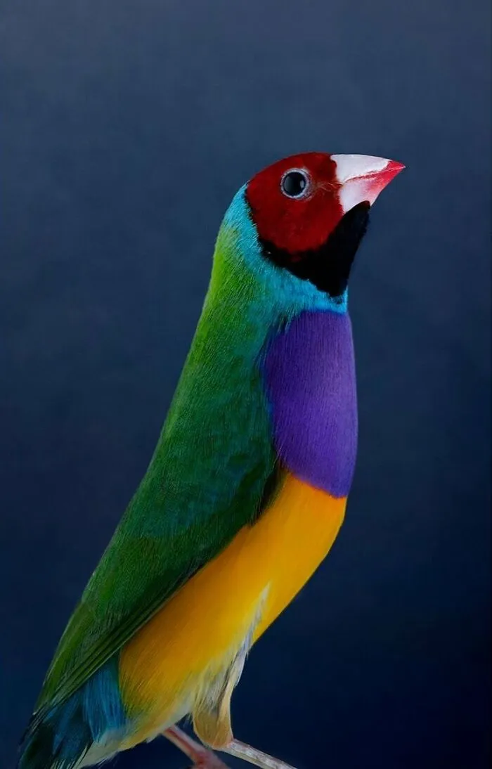 Professional Photographer Captures Perfectly Posed Birds In Her Photo Series (37 New Pics)