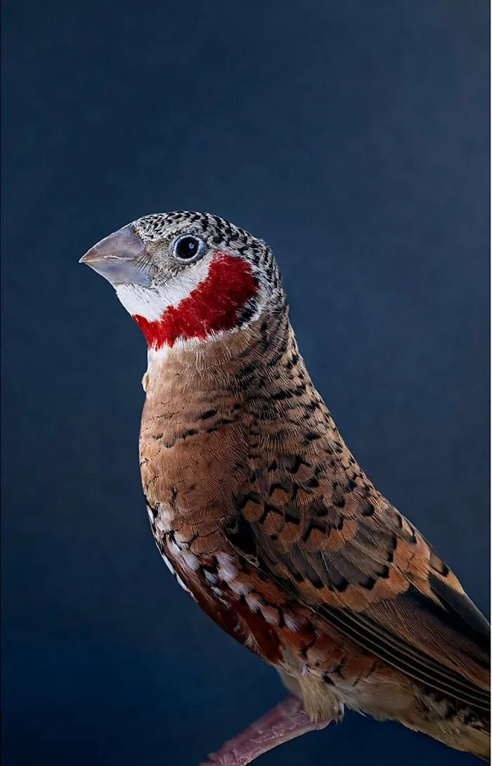 Professional Photographer Captures Perfectly Posed Birds In Her Photo Series (37 New Pics)