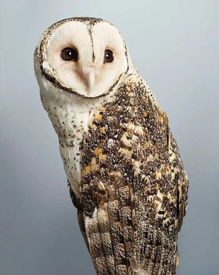 Professional Photographer Captures Perfectly Posed Birds In Her Photo Series (37 New Pics)