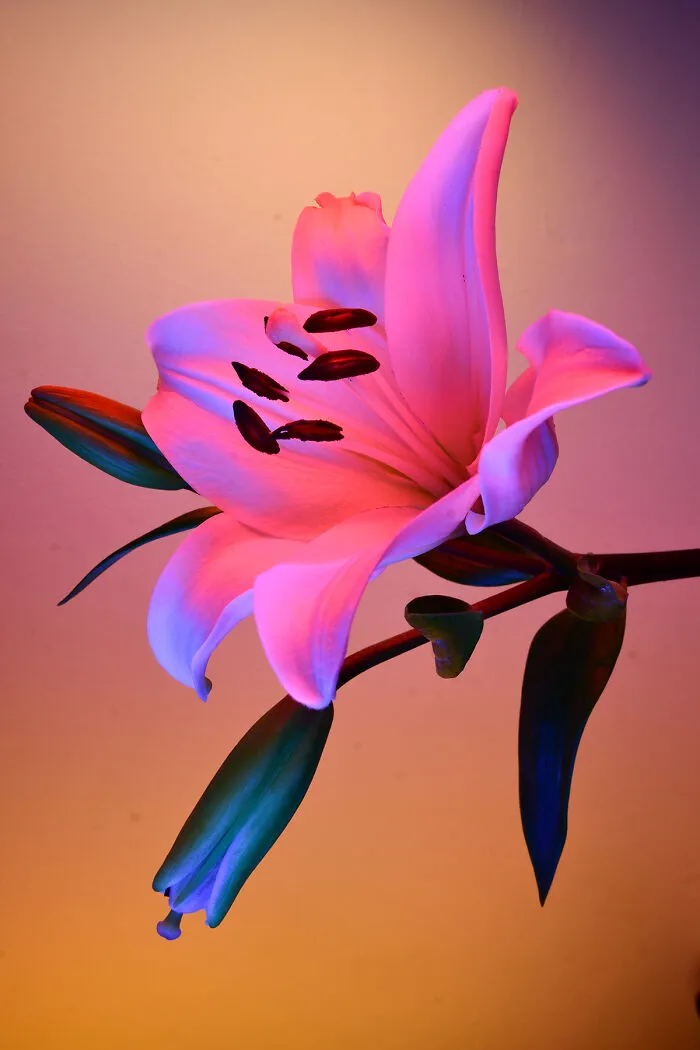 Deflowered