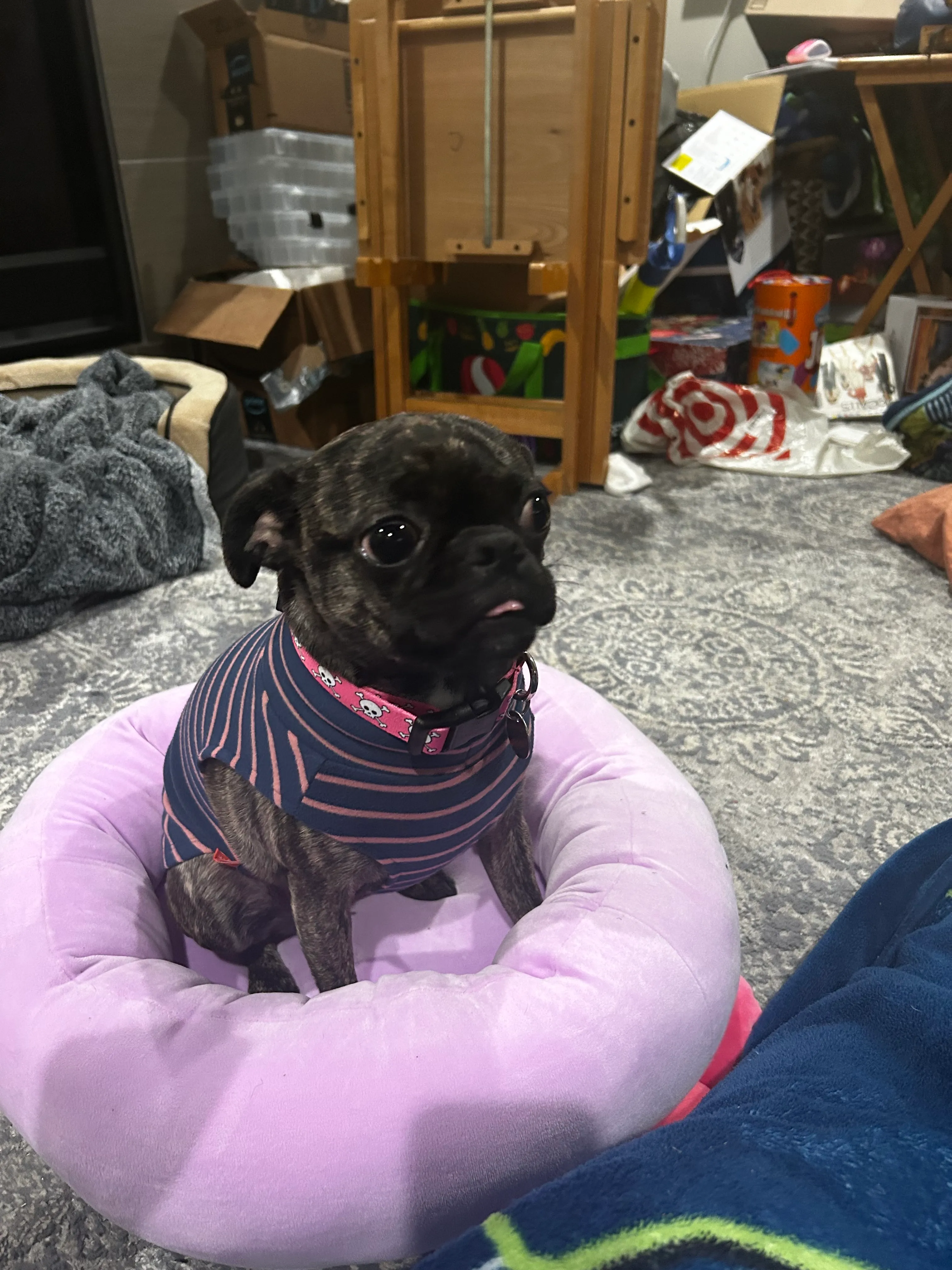 Post Your Favourite Picture Of Your Pet