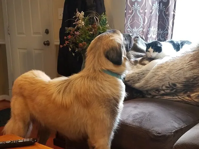 Our Anatolian Shepherd, Ren.  A Guard Dog With A Flock Of One (Mom), Plus The Cats